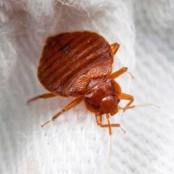 Bed Bug Treatment in Alaska Bed bug treatment in Alaska (inspection and removal)