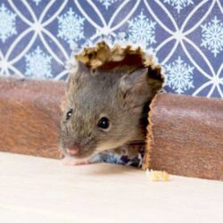 Rodent Control in Alaska Rodent control in Alaska (mouse activity and prevention)