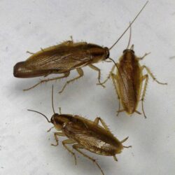 Cockroach Control in Alaska Cockroach control in Alaska (targeted treatments)