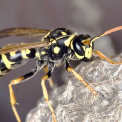 Wasp Nest Removal in Alaska Wasp nest removal in Alaska (safe treatment and prevention)